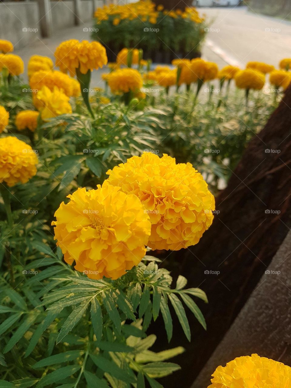 marigold