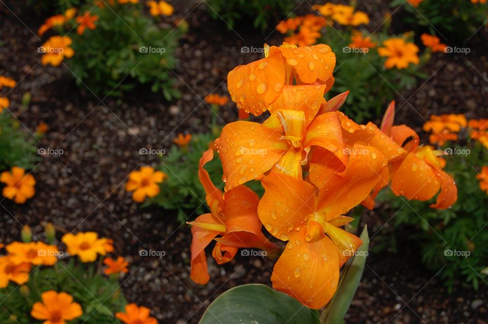 Dew Drop Flowers. Beautiful orange flowers covered in dew