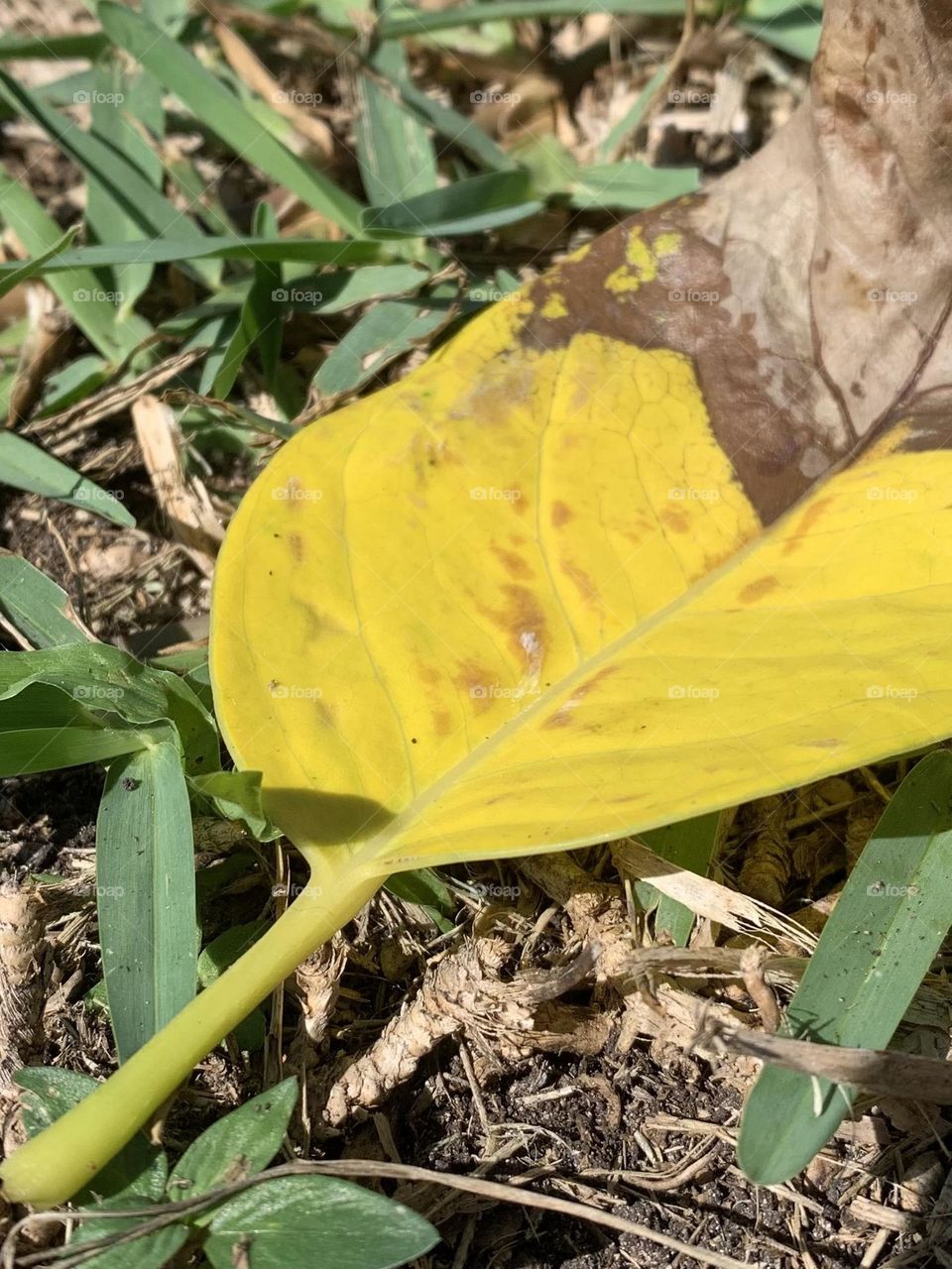 YELLOW LEAF