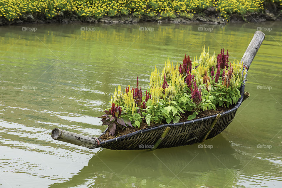 Celosia argentea L. cv. Plumosa flower in The boat is made from bamboo on water.