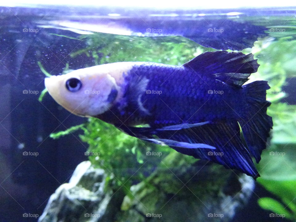 One of my betta fighting fish 