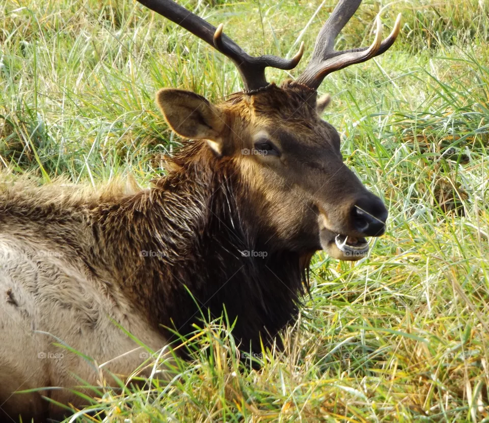 Elk