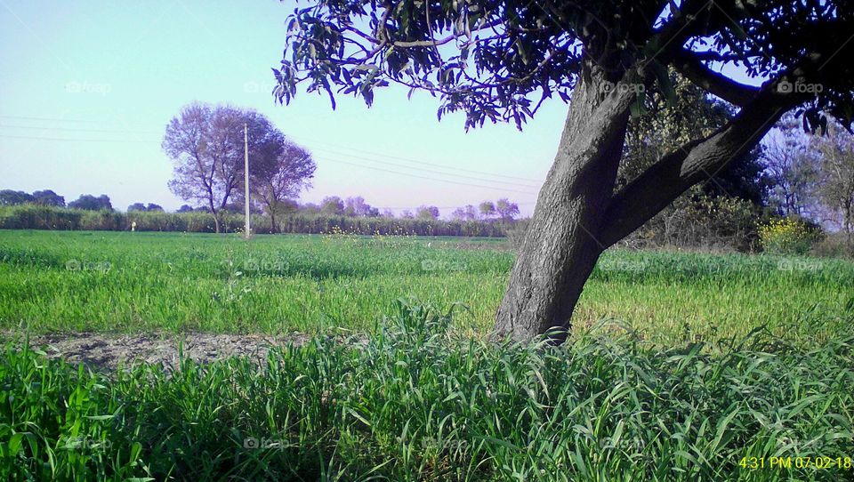 Crop fields and a mango tree during winters