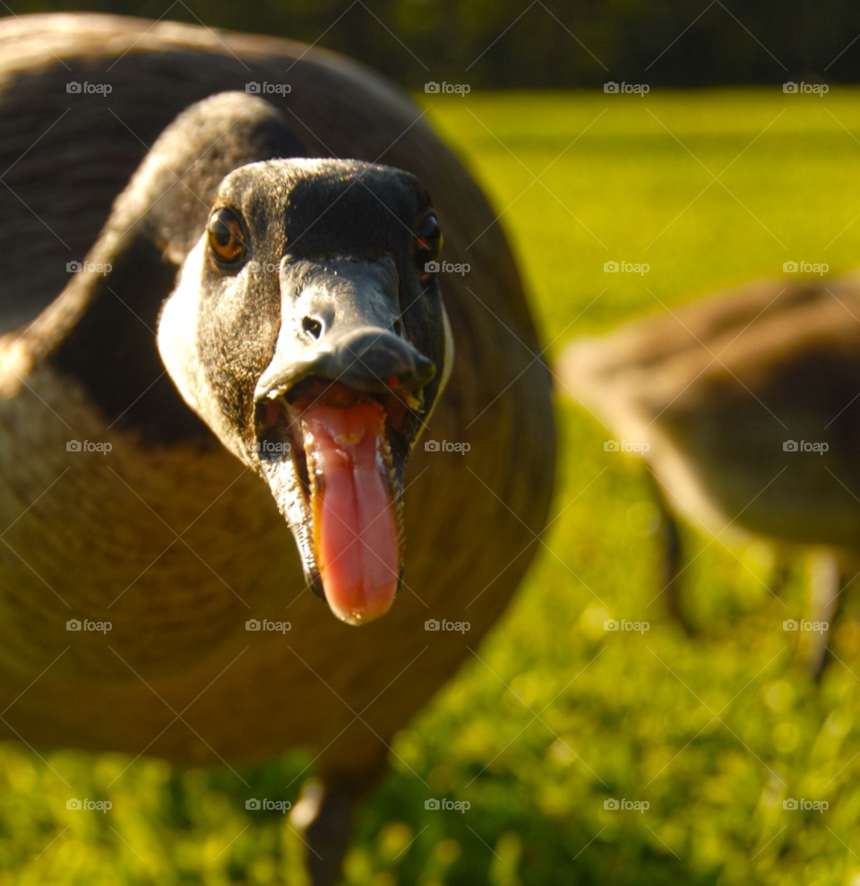bird cute goose aggressive goose by lightanddrawing
