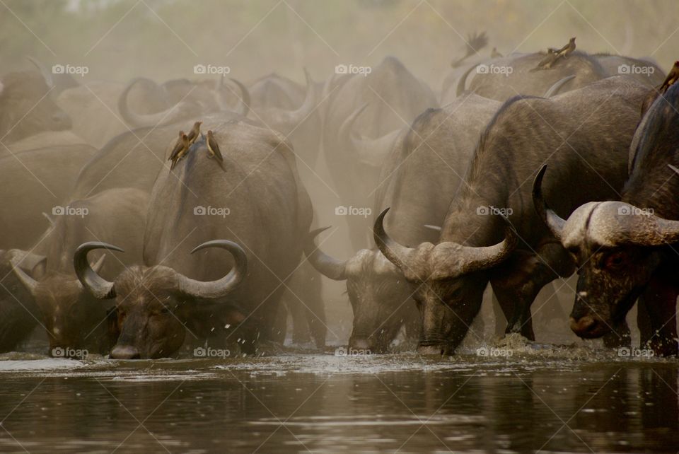 Herd of buffalo drinking water covered in ox peckers and dust 