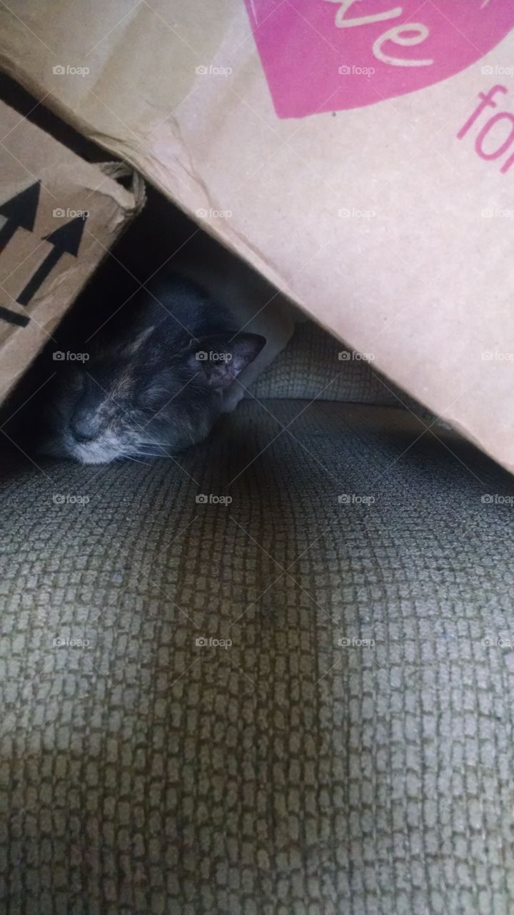 Misty hiding under box