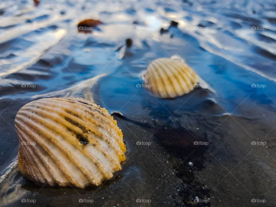 seashells