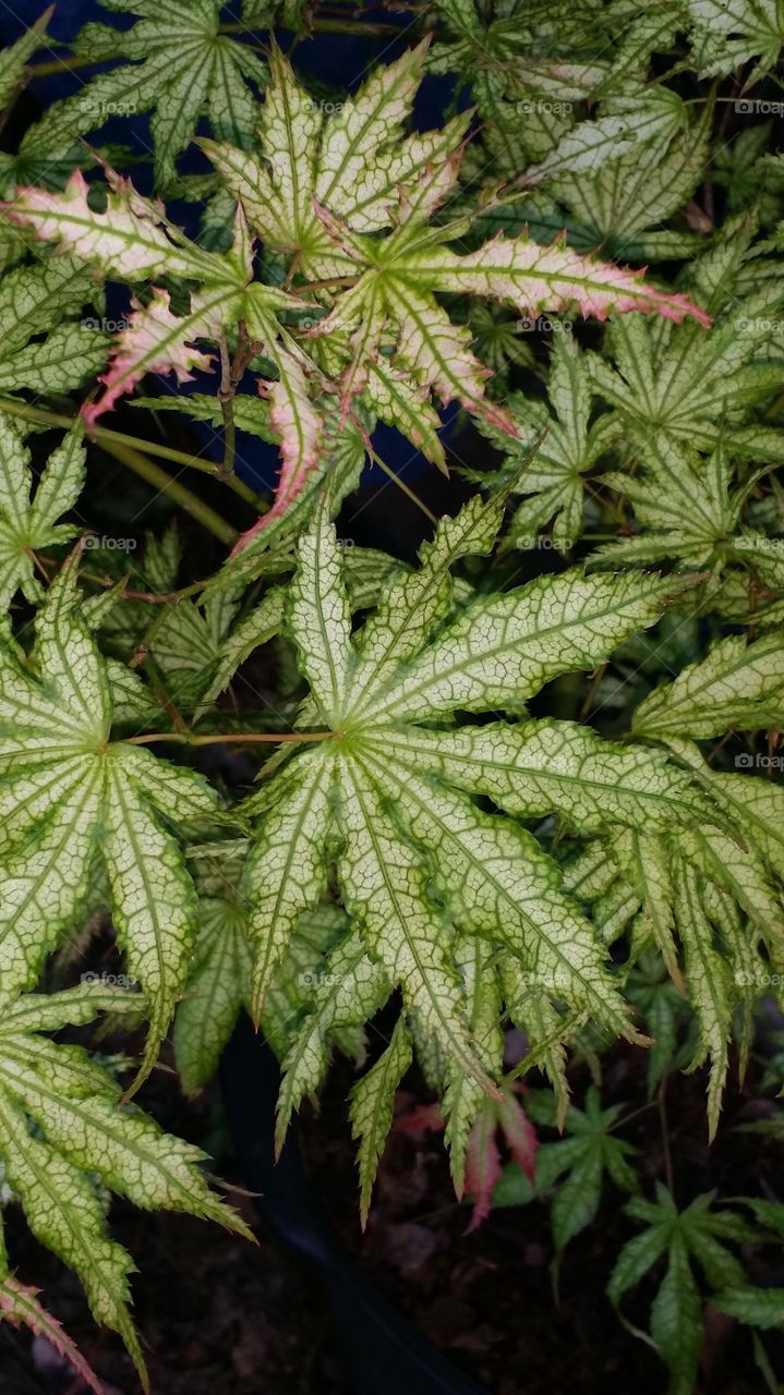 Japanese Maple - Peaches & Cream. Close-up of the leaves of Peaches & Cream, a Japanese Maple cultivar.