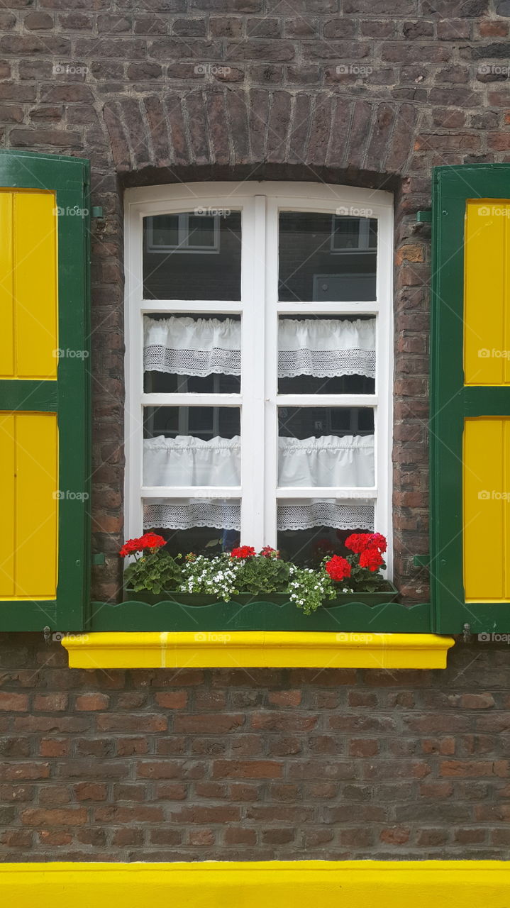 window flawor yellow