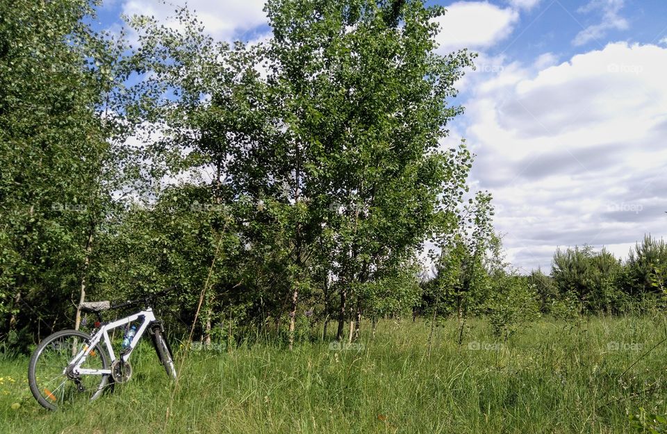 green forest and bike summer landscape