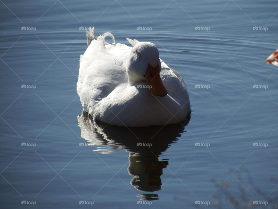 Duck on water 2. A white duck on the pond.