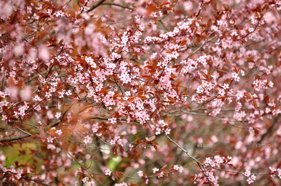 Tree, Cherry, Flower, Season, Branch