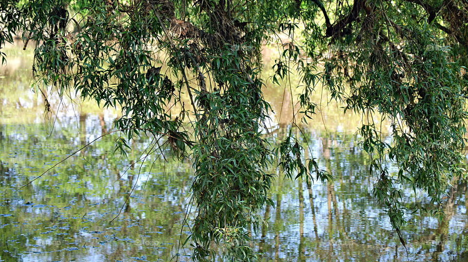 Branches of a weeping willow. The phrase "Weeping willow" is probably the most popular among this tree. Branches of this tree cascade down to the ground, look very peculiar and spectacular, especially on the banks of reservoirs.