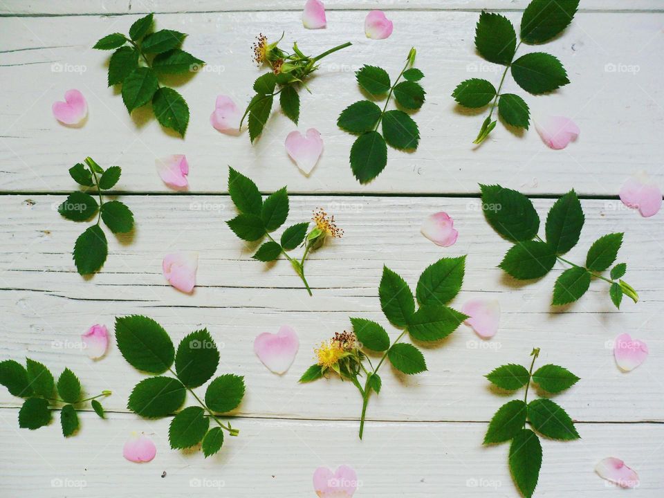 Composition of petals and leaves