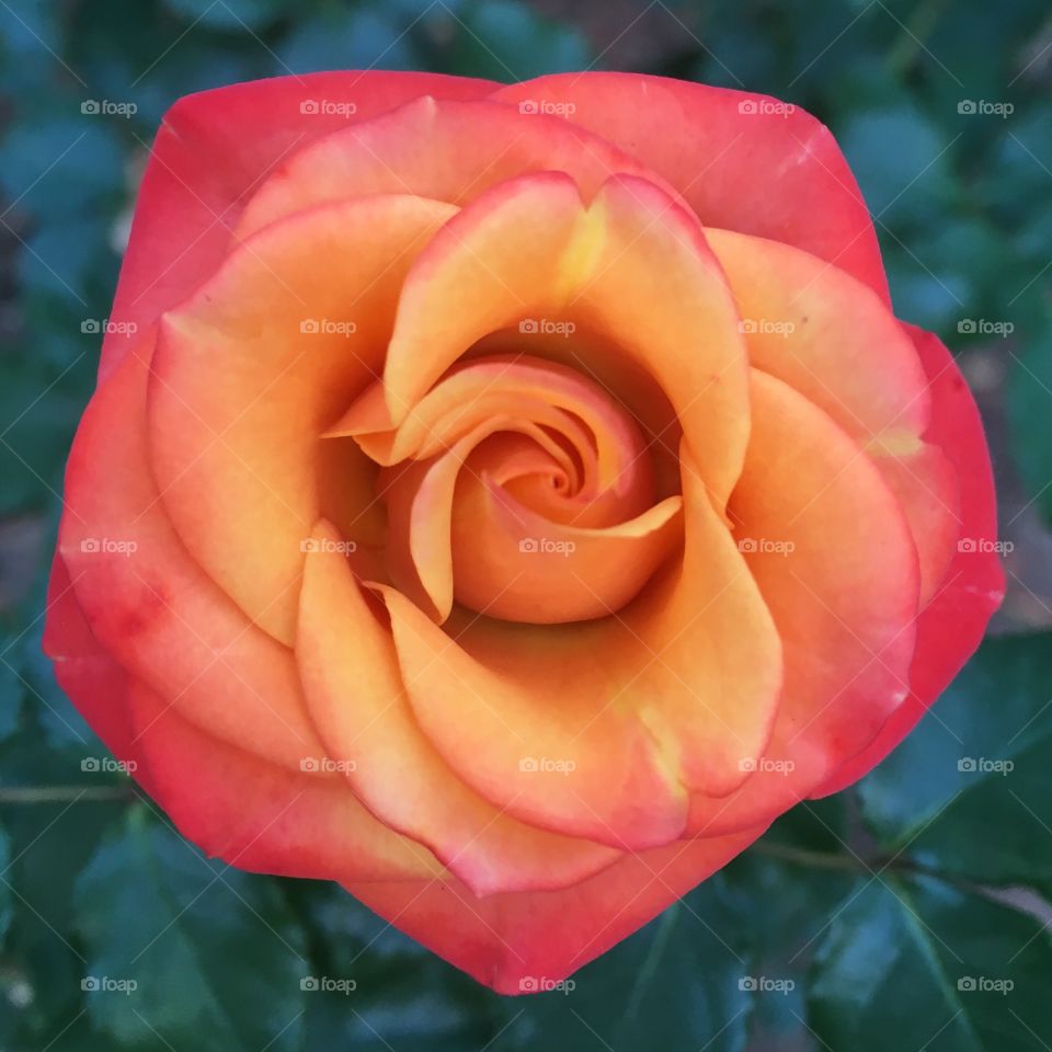 The geometric shapes provided by nature are incredible!  Look at the perfection of this plant! / A perfeição de um botão de rosa mostra suas formas tão bonitas e delicadas inspirada pela natureza!