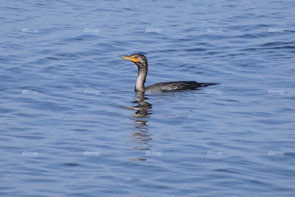 Bird in water