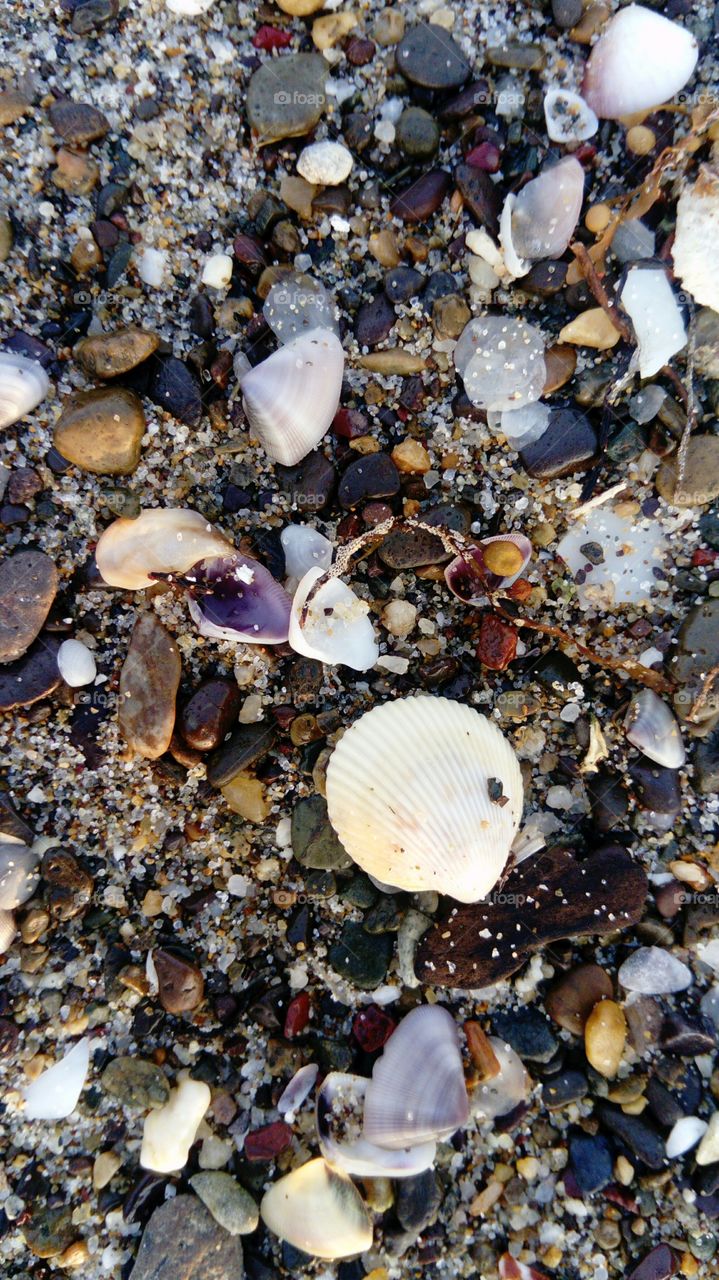 Seashells at