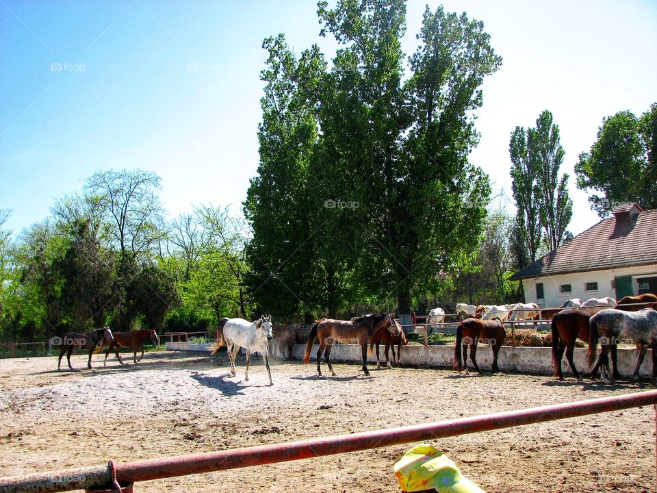 horses in Mangalia Constanta county Romania