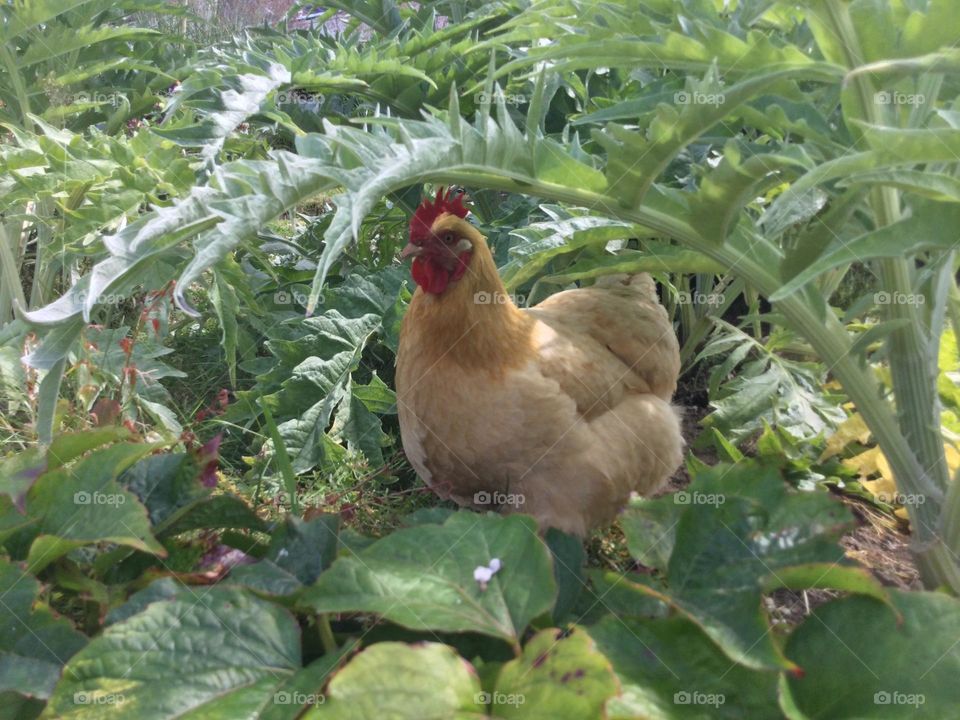 A Pet Chicken in the Garden 