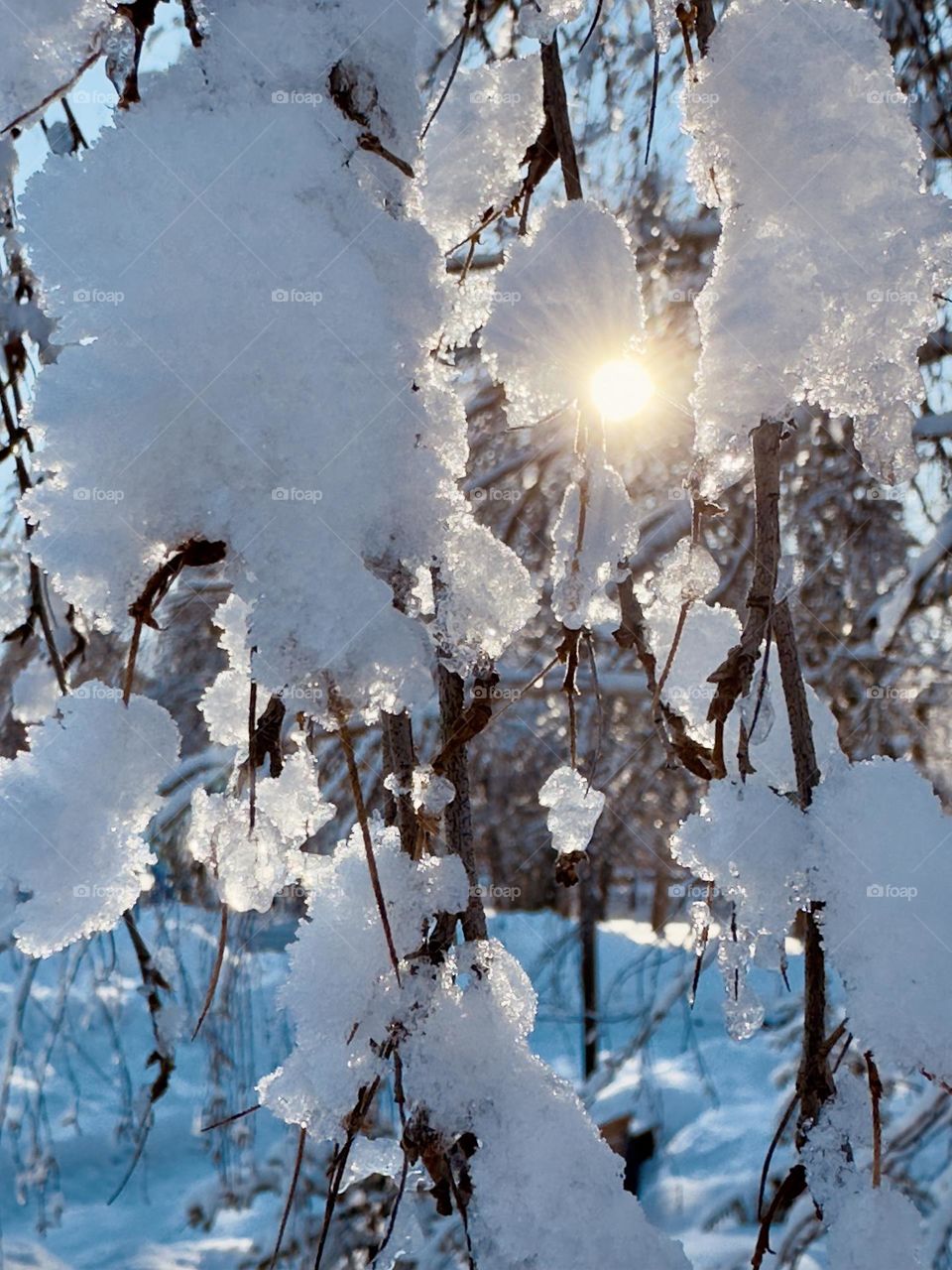 morning winter sun on birch branches