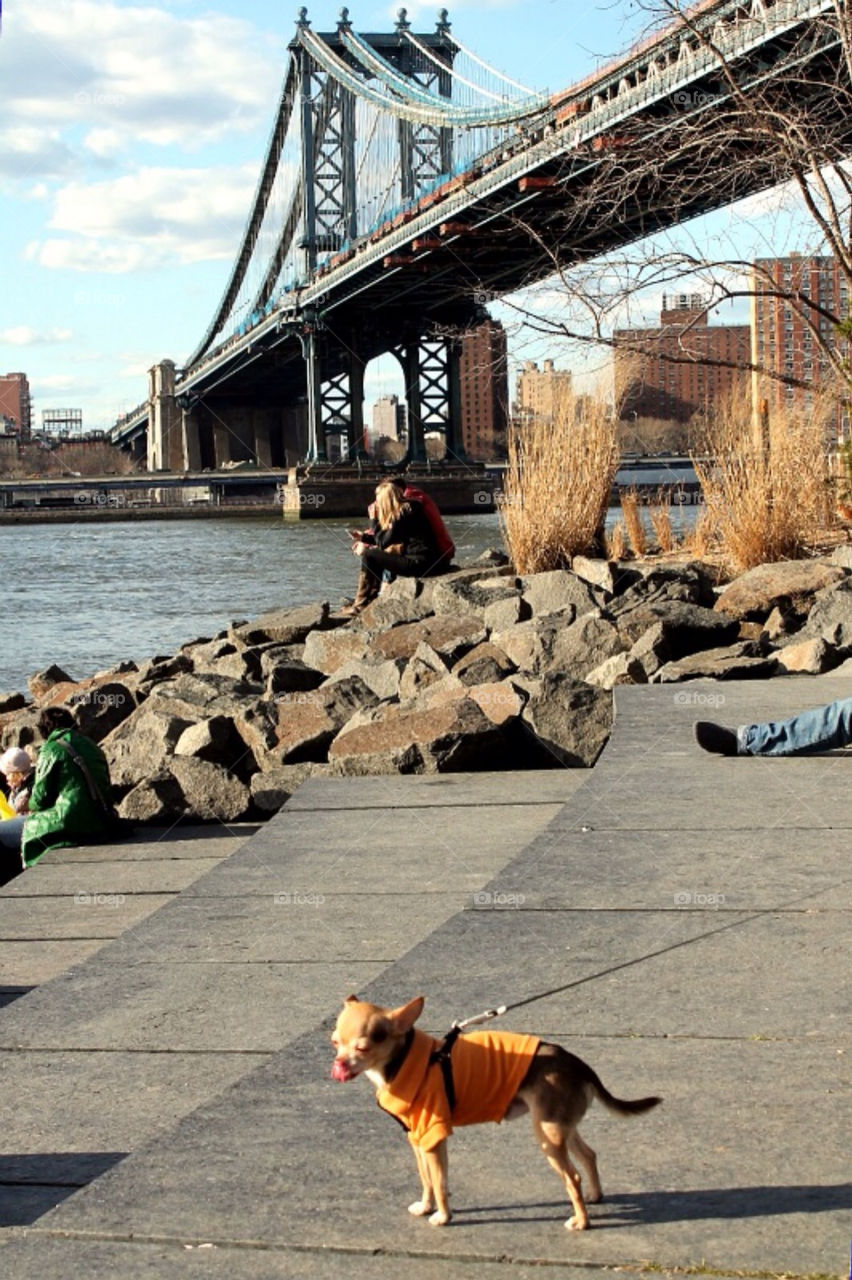 A dog under Brooklyn Bridge