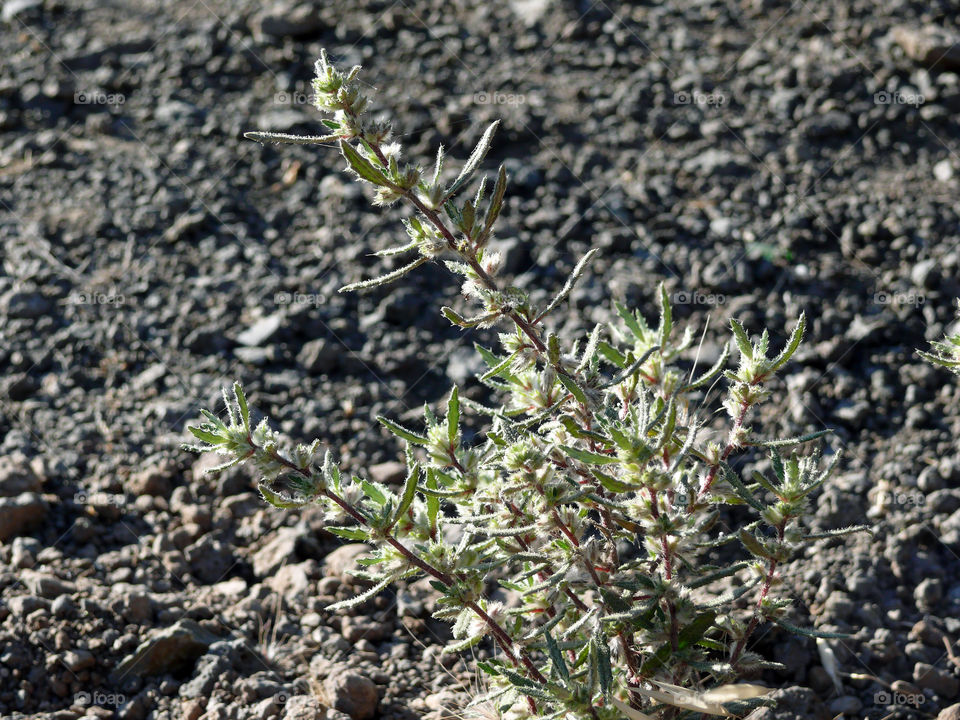 Growth on Gran Canaria, Las Palmas, Spain.