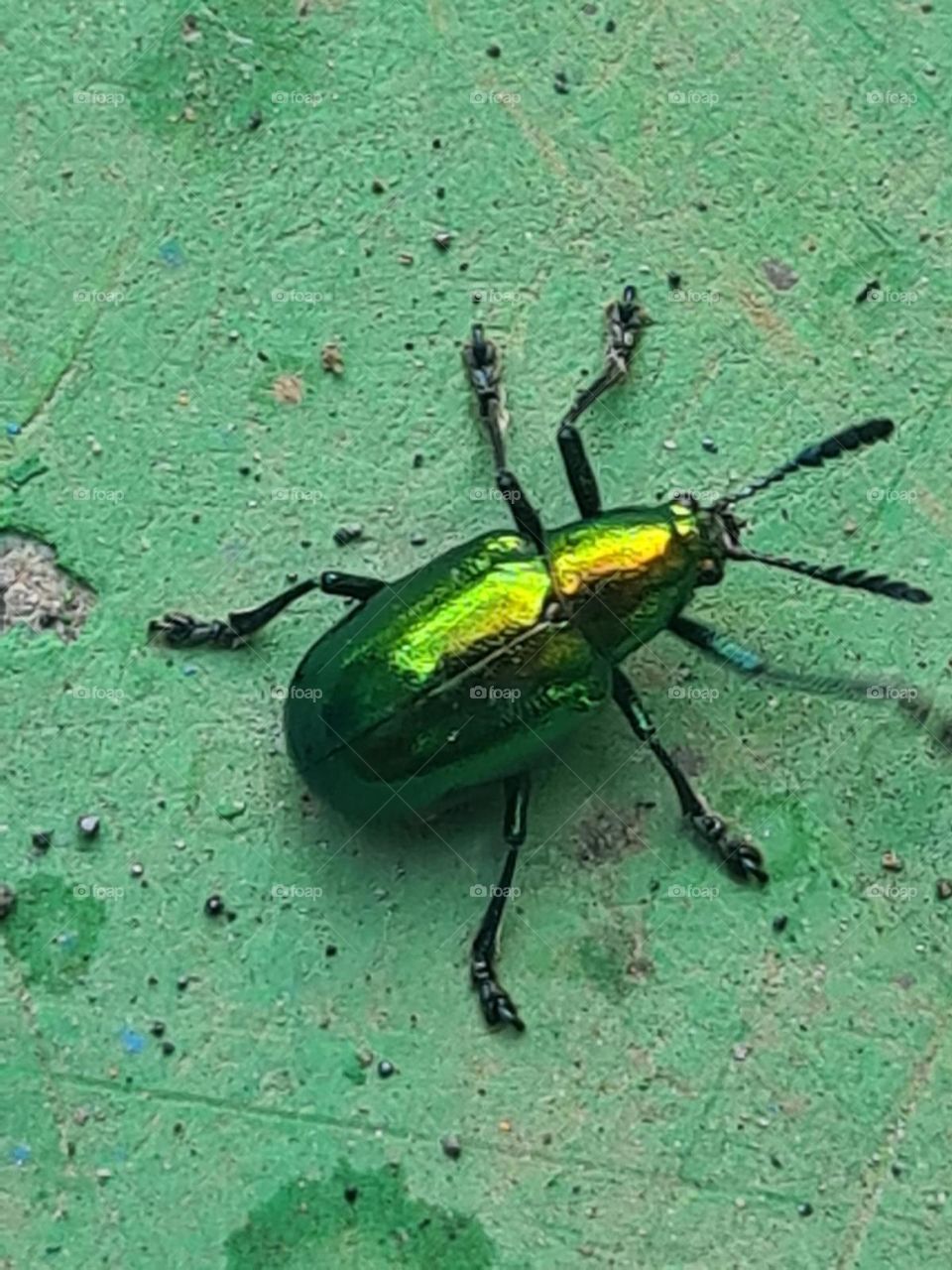 Bugs life - Green Beetle