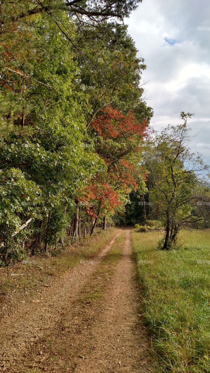 No Person, Nature, Leaf, Tree, Landscape