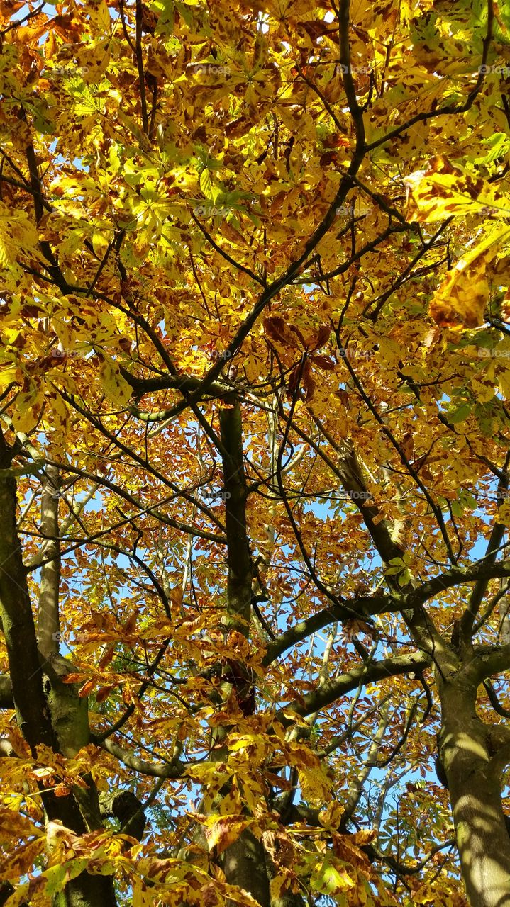 Fall, Leaf, Tree, Maple, Gold