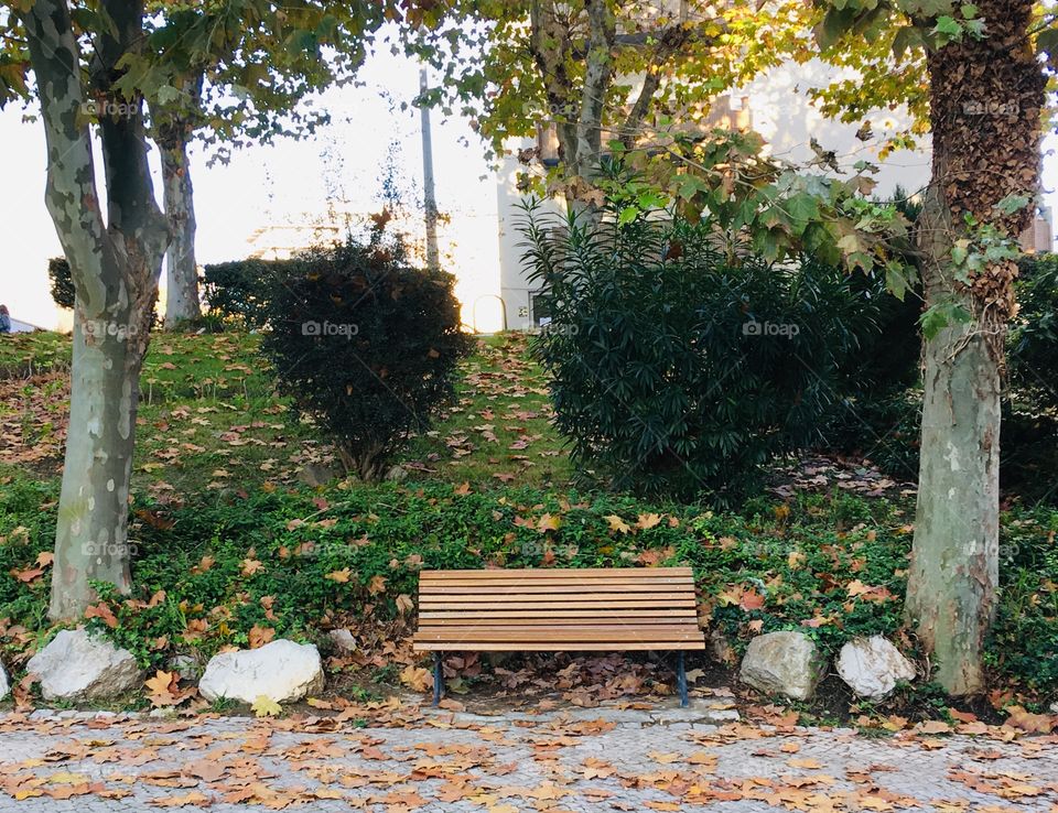 Autumn leafs, Lonely wooden bench, Park 