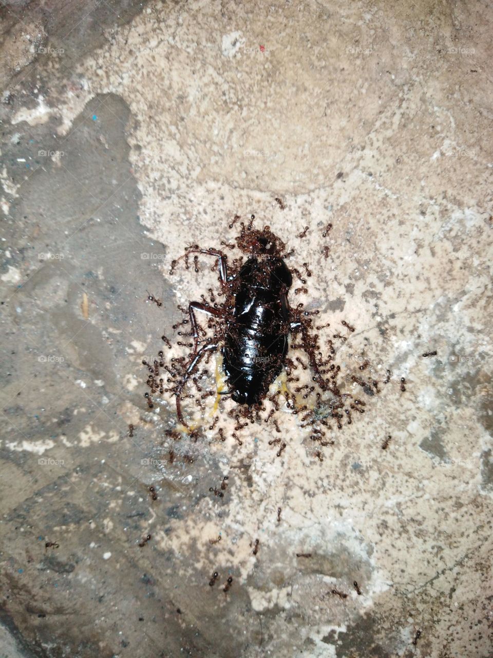 Ants eating cockroach