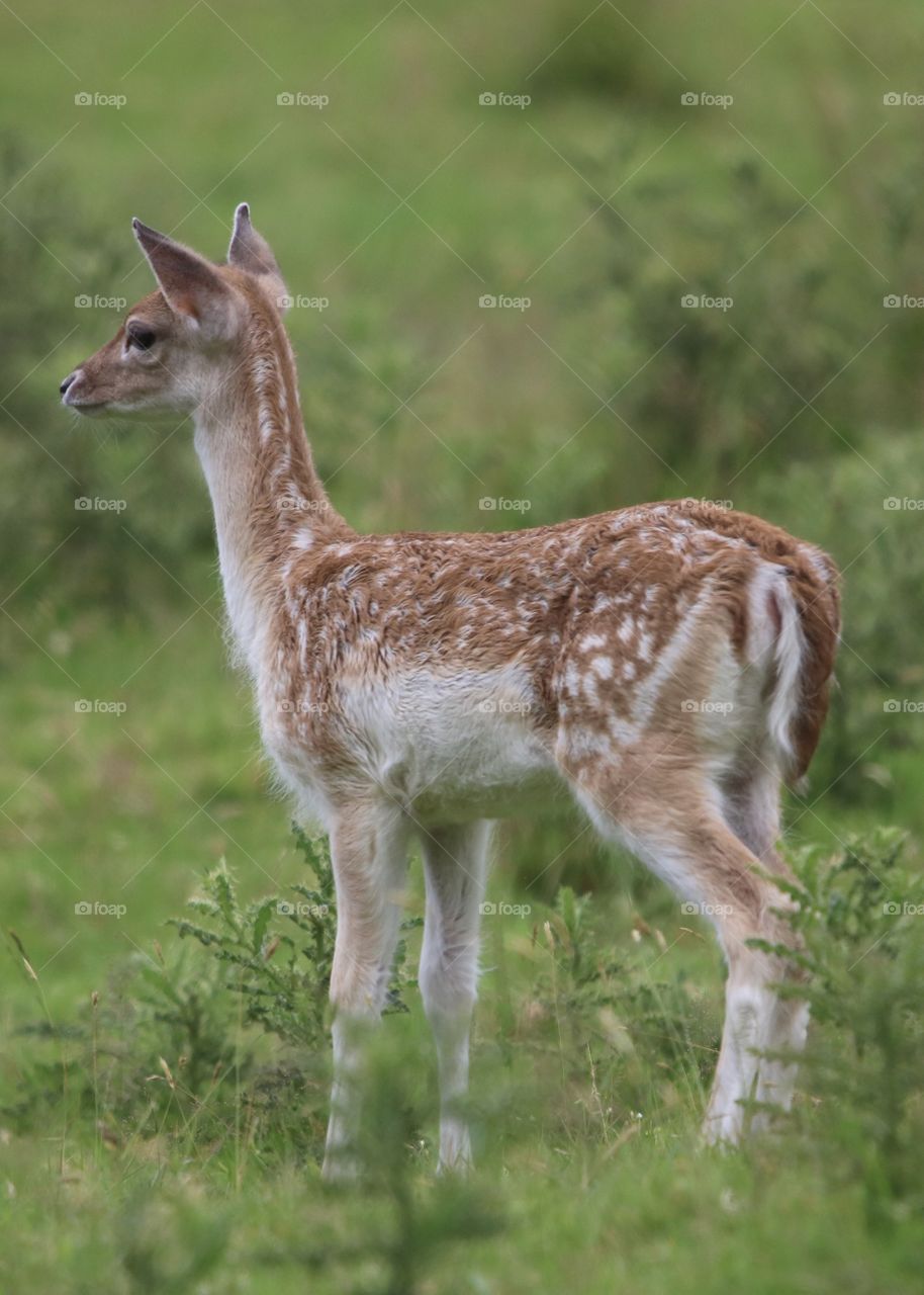 young roe deer