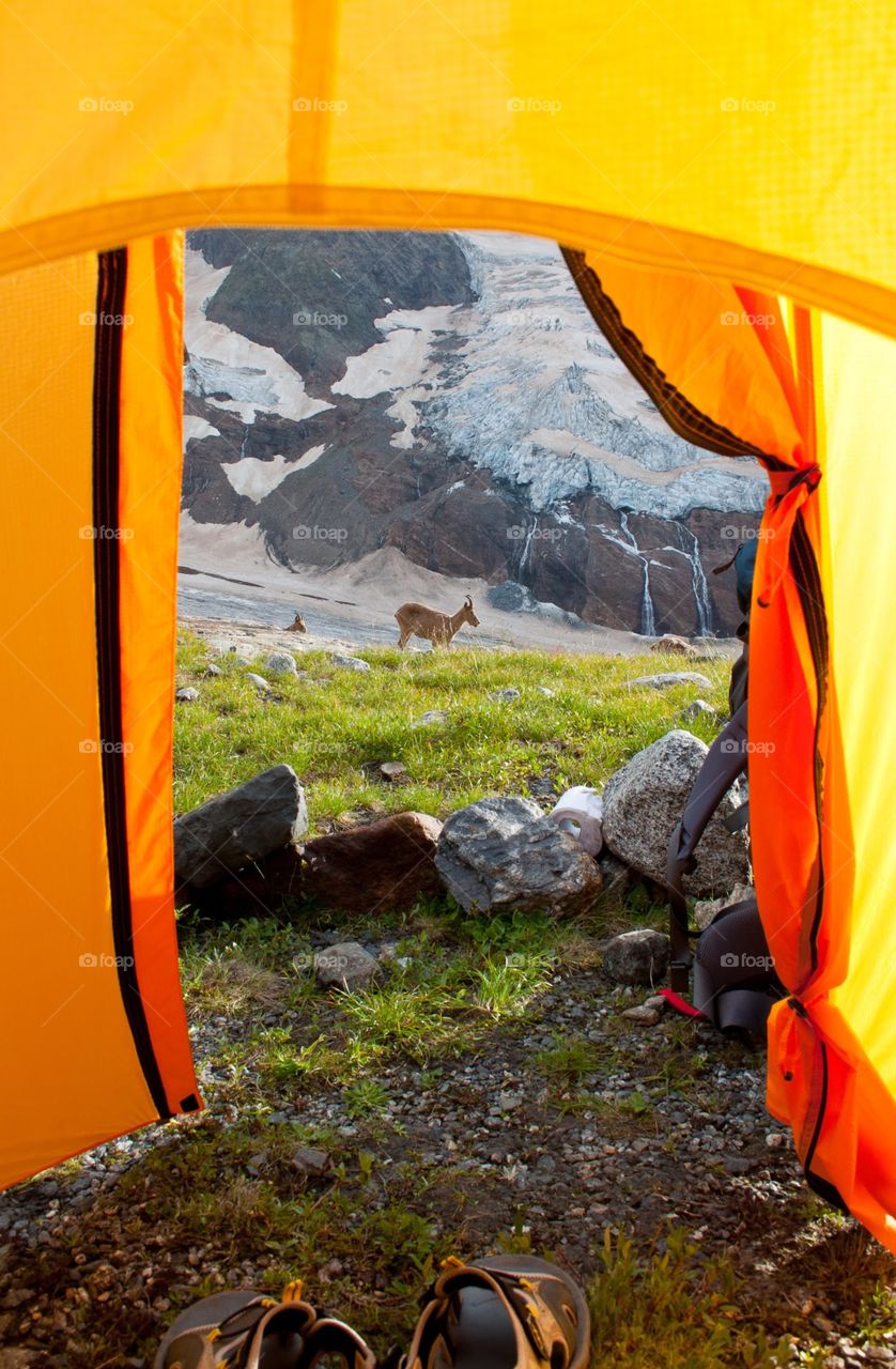 View from the tent on a glacier and mountain goats.