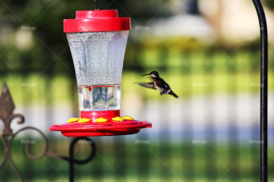 Lone hummingbird