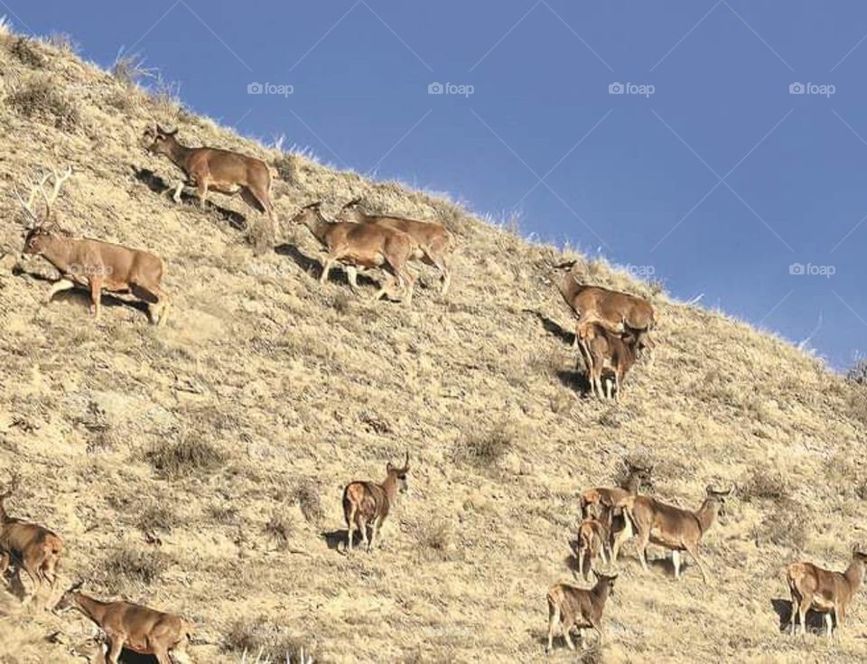 deer 🦌🦌🦌🦌