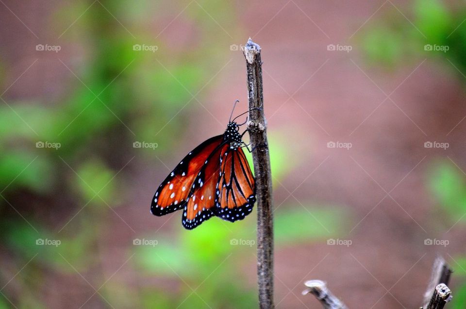 Butterfly on twig