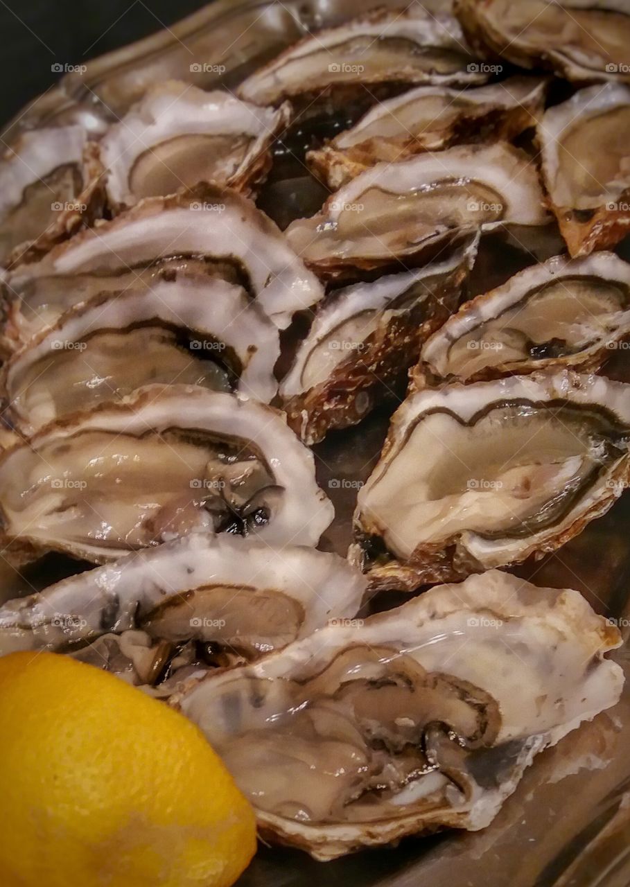 oyster