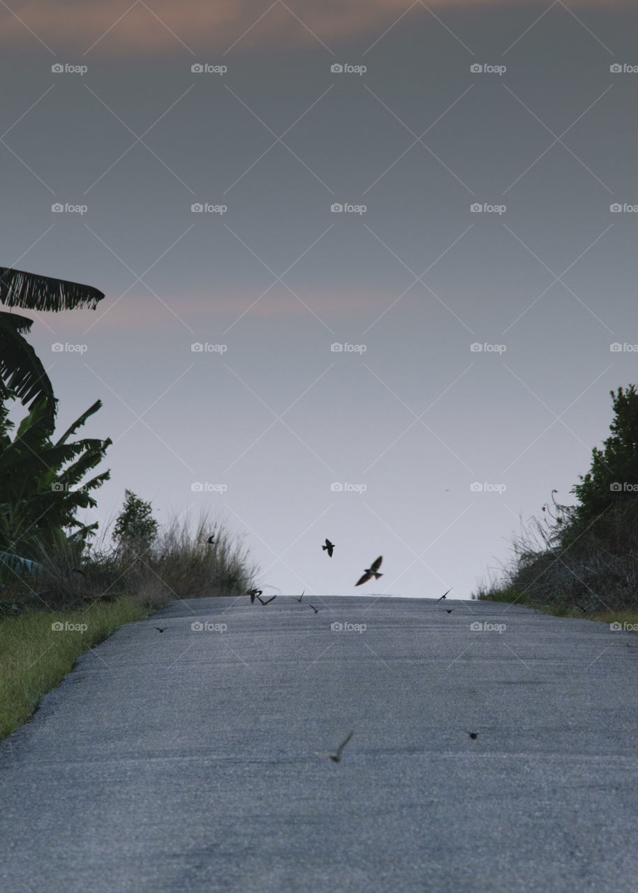 Wildlife on the road