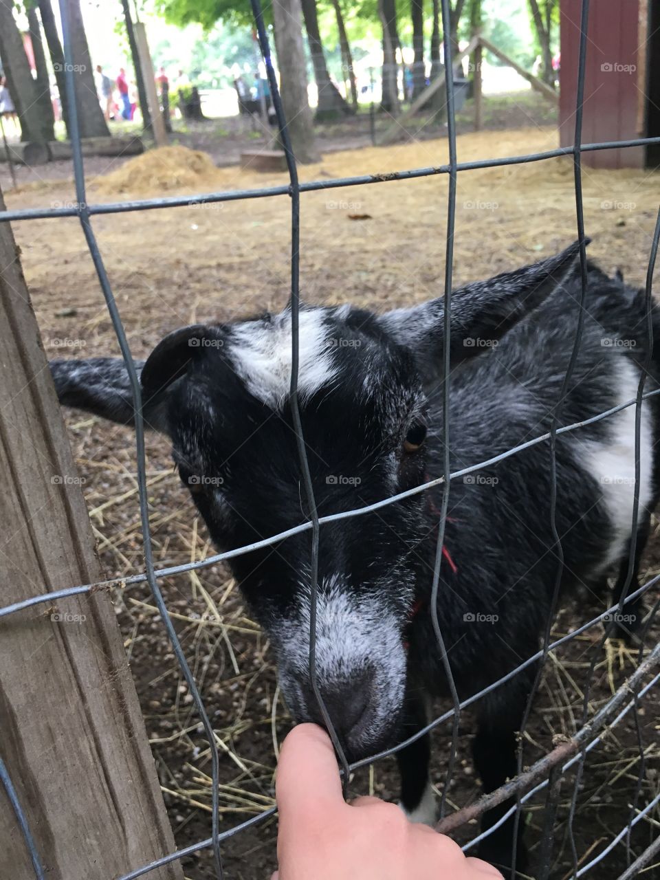 Baby black goat with a white forehead stripe at the petting zoo of the Apple Orchard!