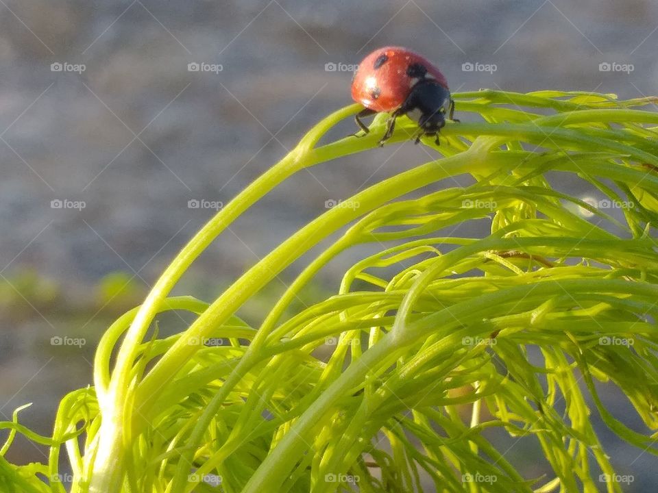 Ladybug