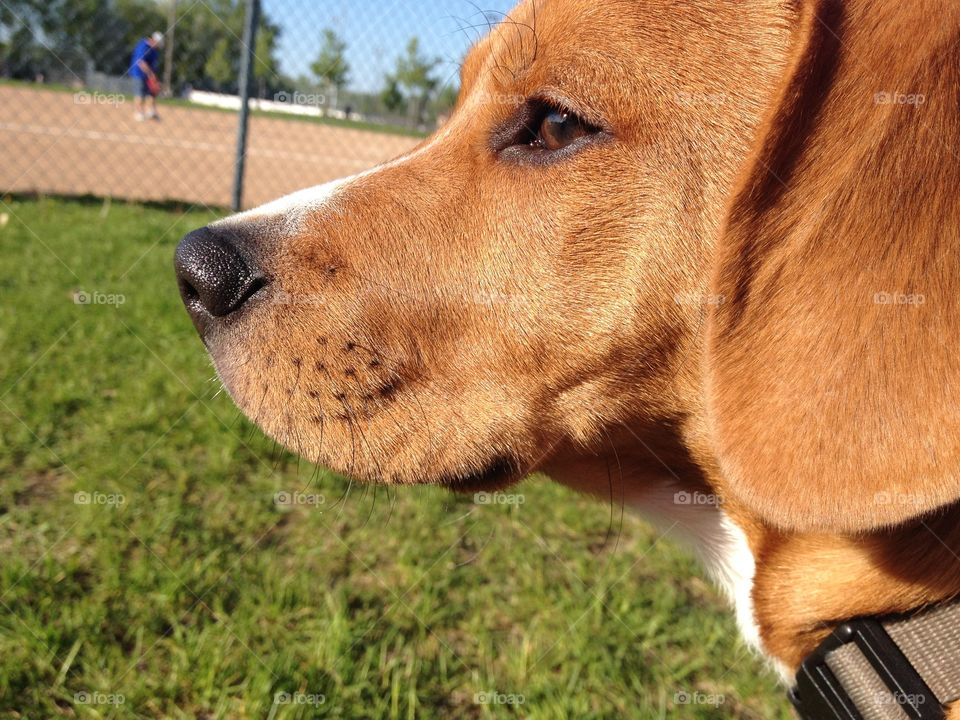 Dog looking away