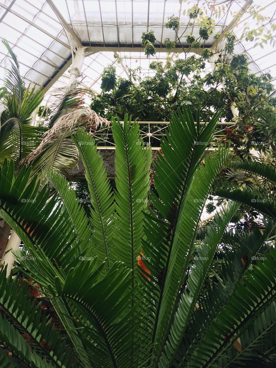 Flora, Garden, Leaf, Tree, Growth