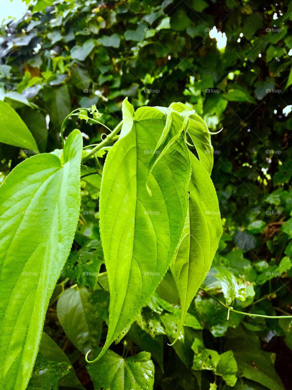 Green Leaf in my neighbor