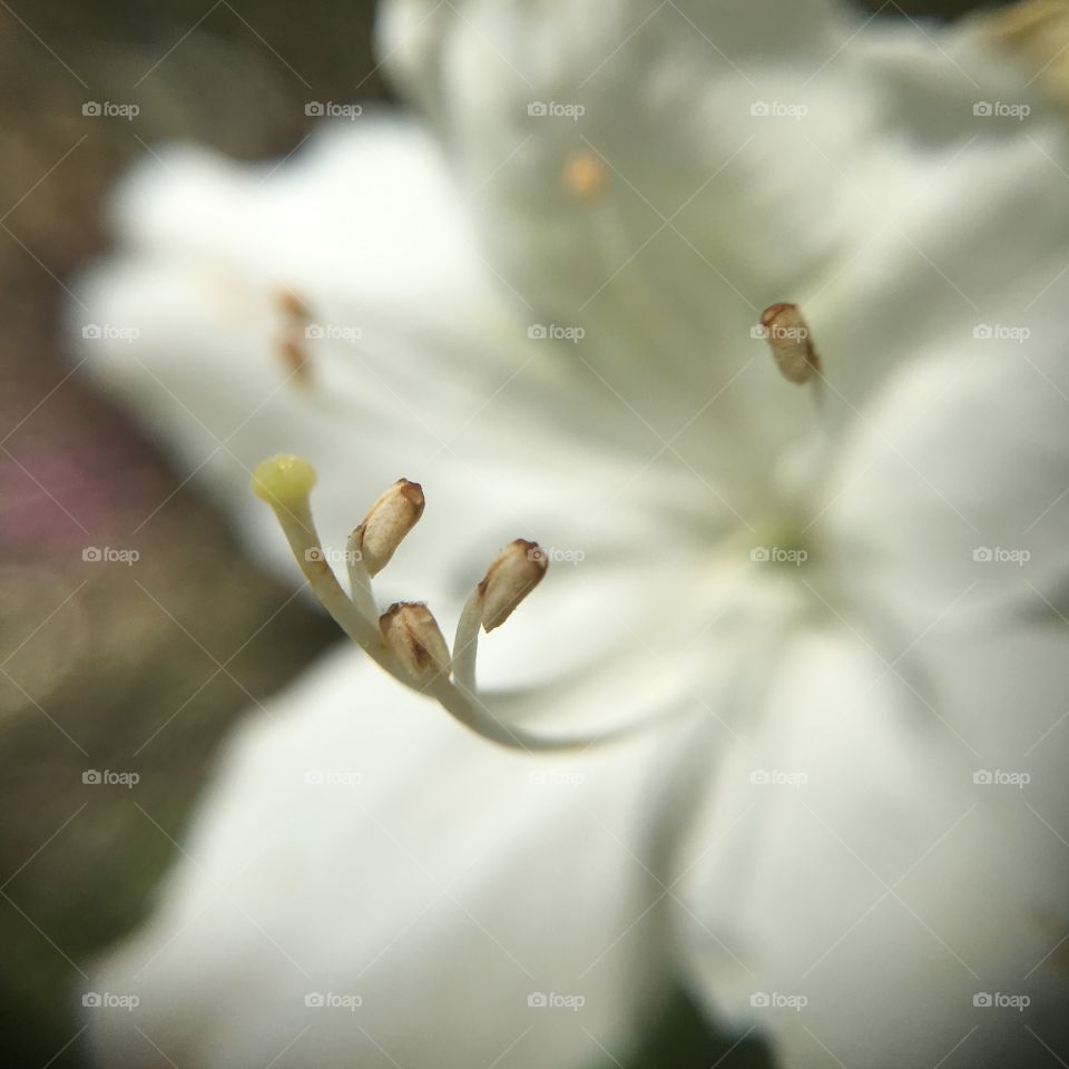 White azalea closeup