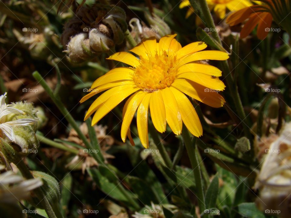 Yellow flower