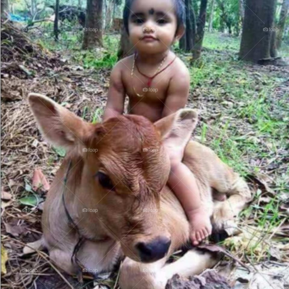 cow ride