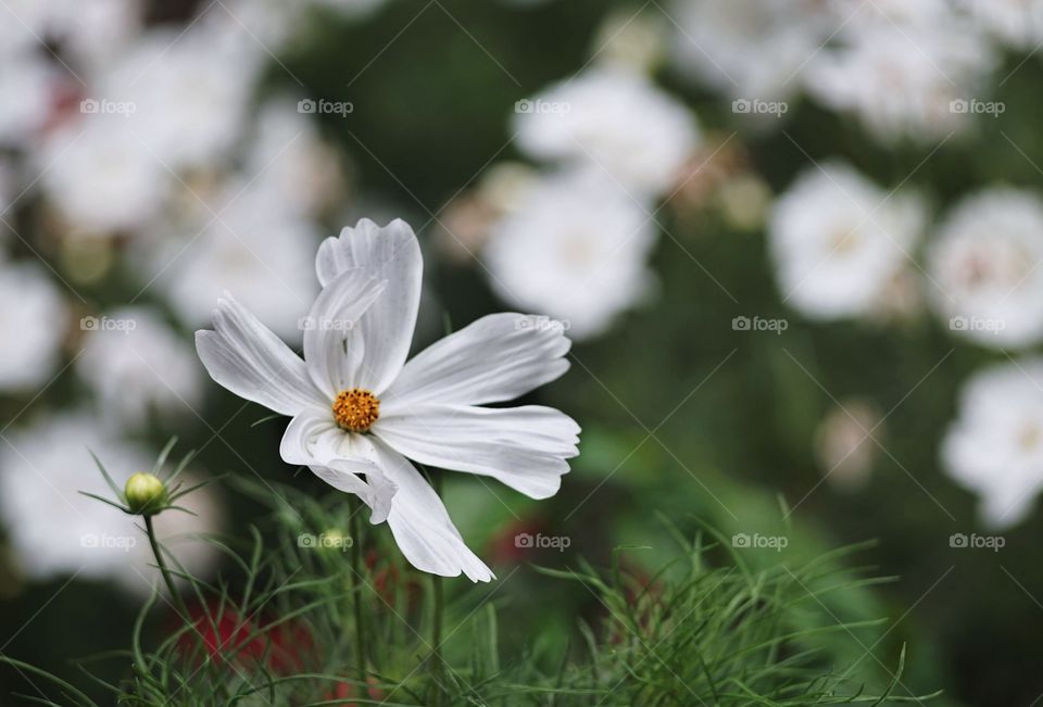 White flowers