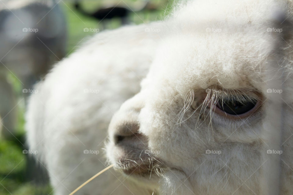 Baby Alpaca Face