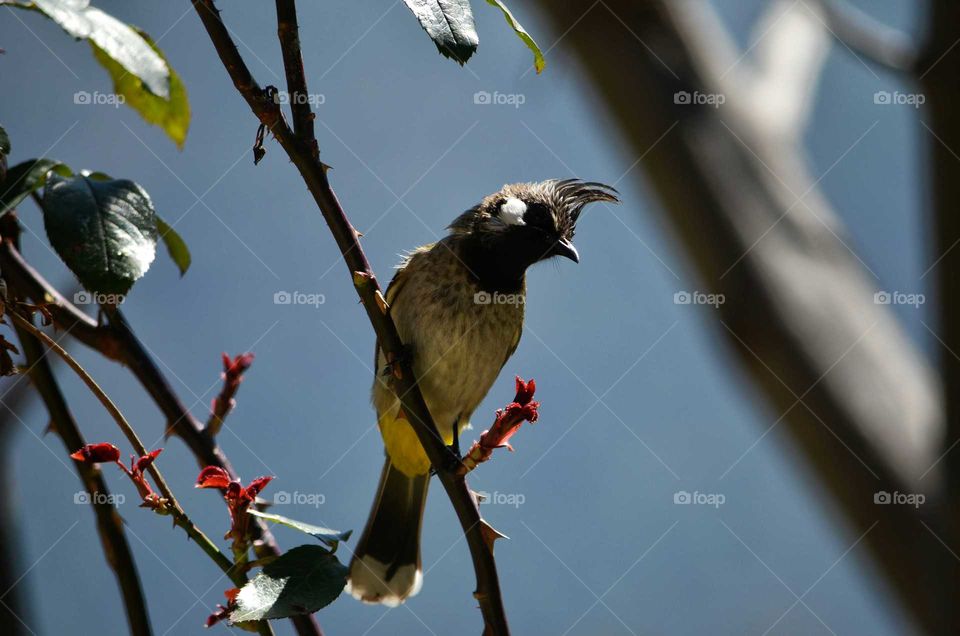 Bulbul