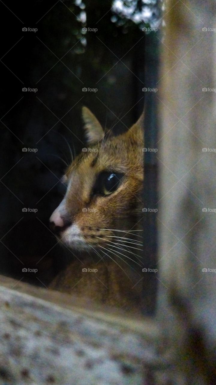 rain 🌧️ day cat moment